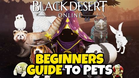 Beginners Guide to Pets in Black Desert Online .